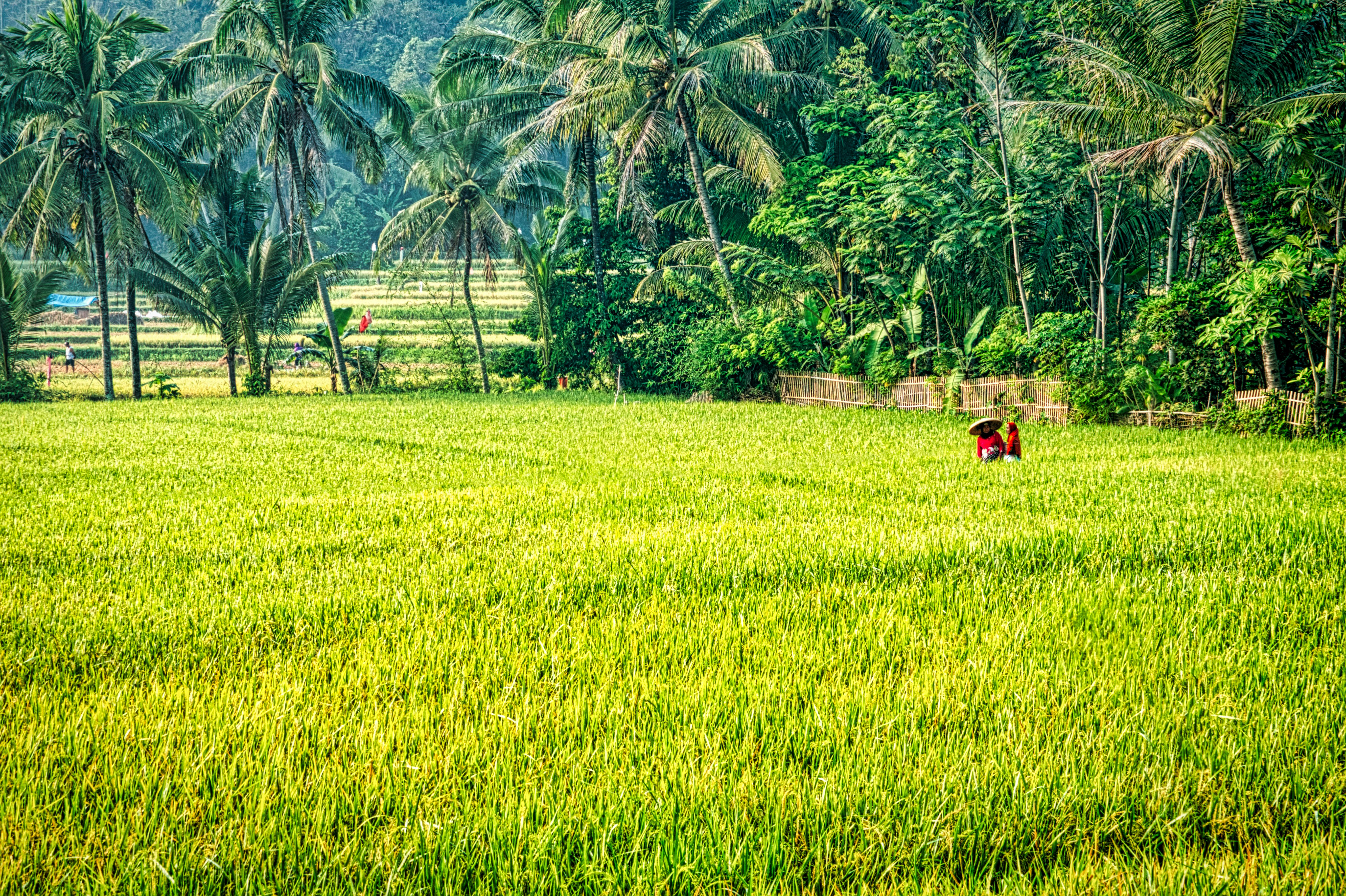 Sawah hijau